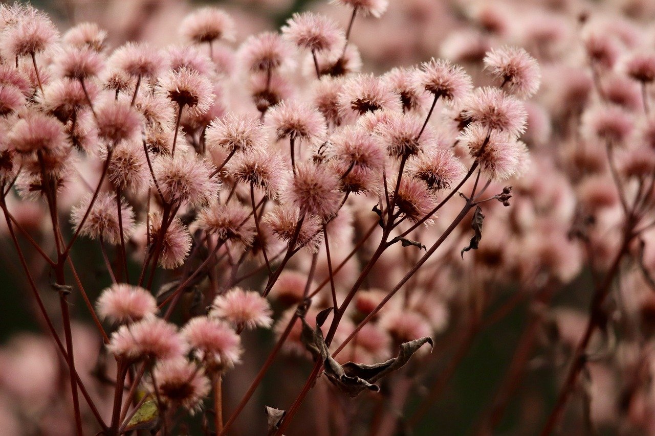 魔力宝贝归来：咖秀app详情下载教程