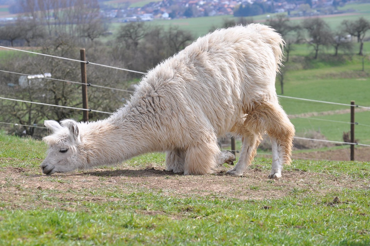 黑标七星:注册货运代理企业