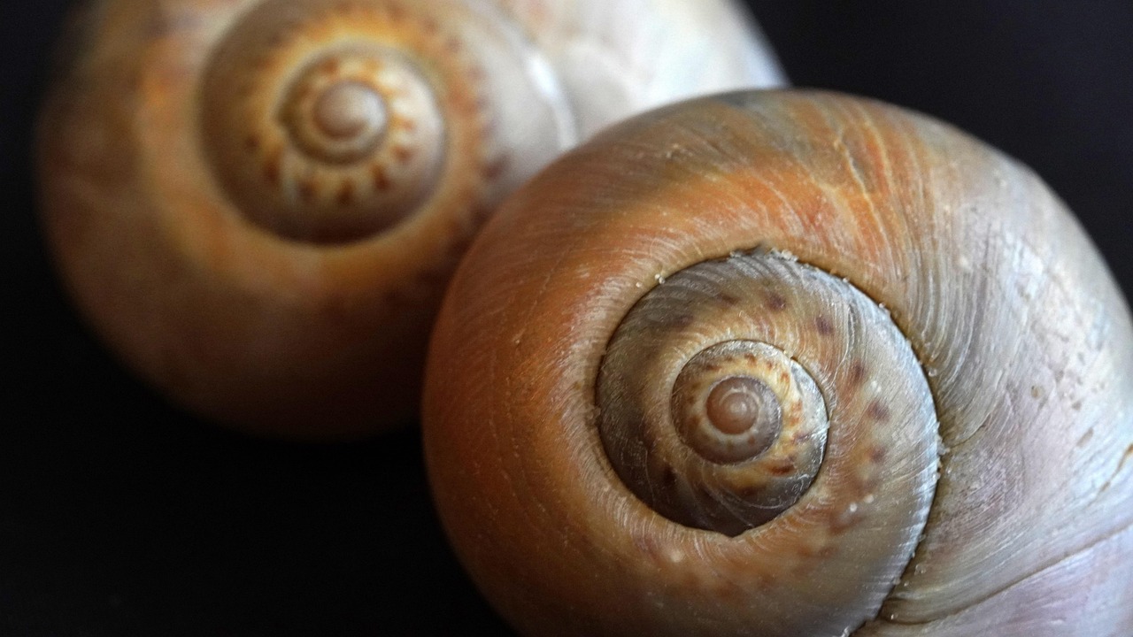 VX号交易网：智慧经营平台代理